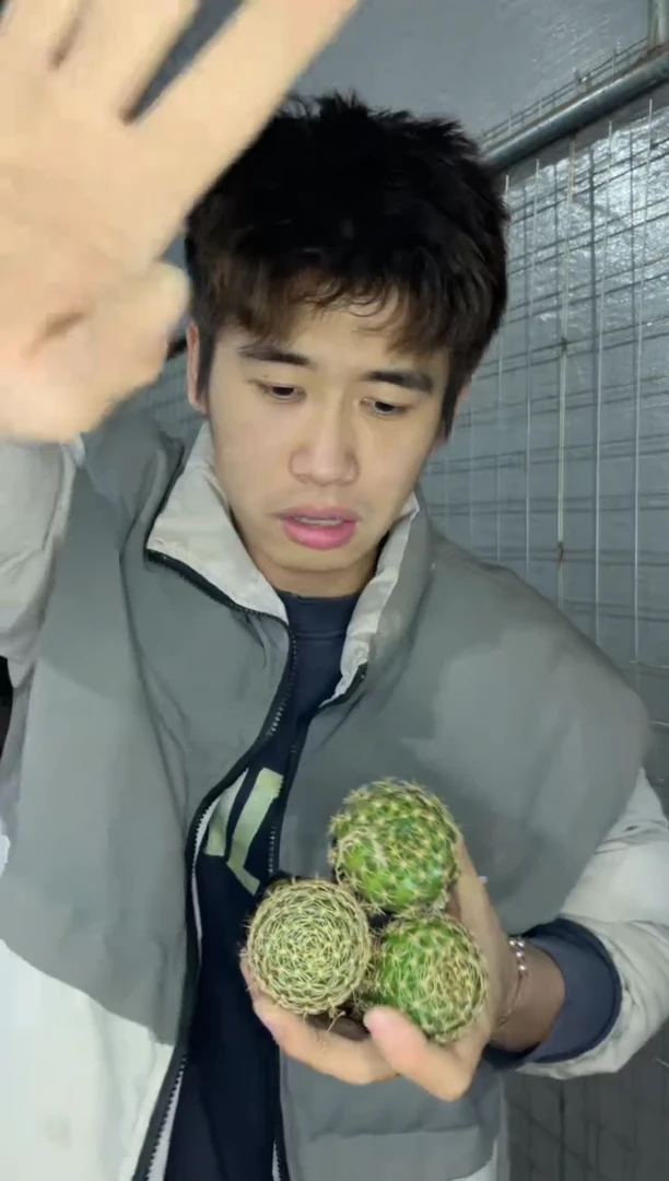 6颗 丽花【实生根】3-5cm