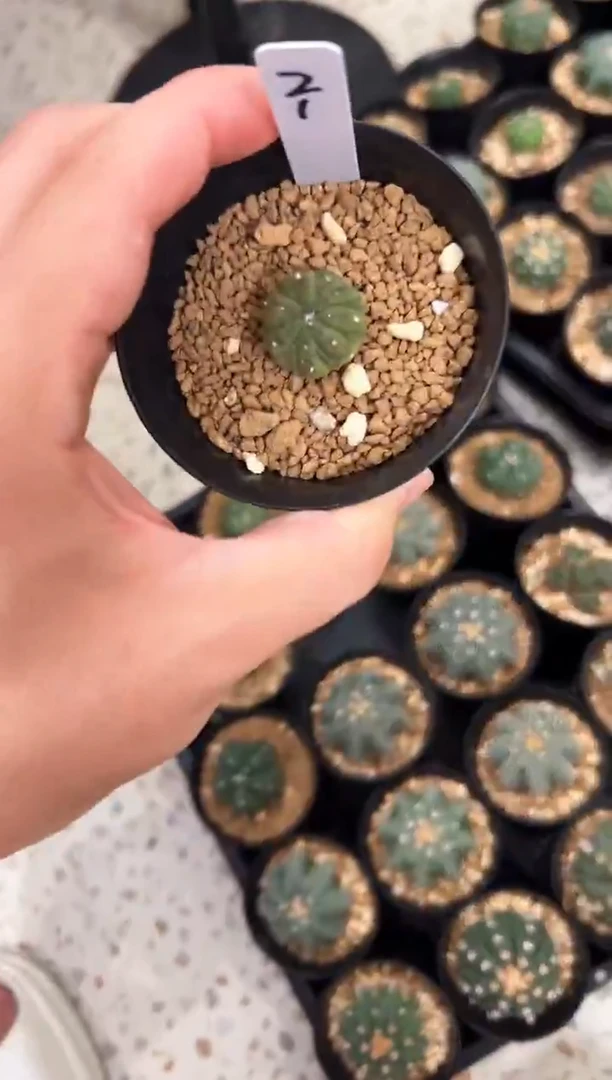蜥蜴皮紫皮悟空锦冠幅2实生编码21