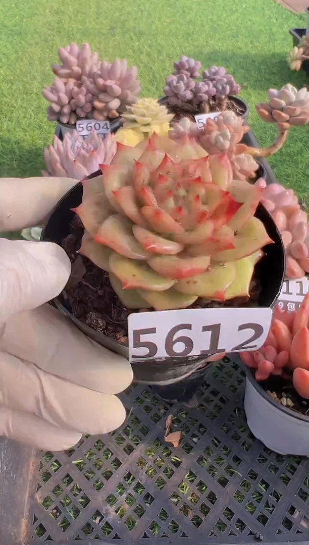 【闪购商品】信福多肉一物一拍