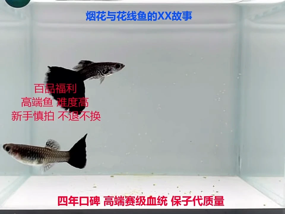 孔雀鱼蕾丝紫尾破损亚成体验1对