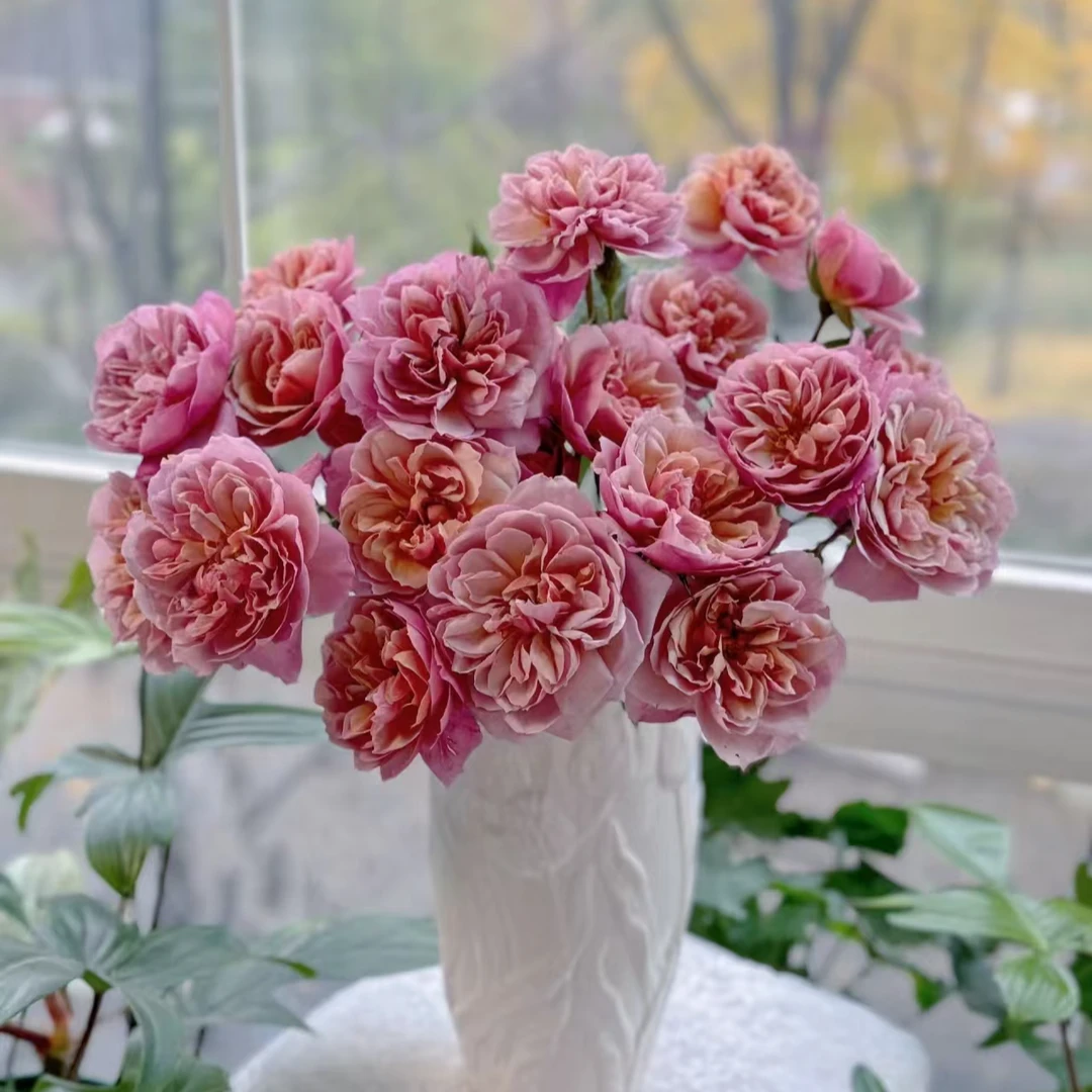 【刺绣】玫瑰鲜花/花束 云南鲜花基地直发