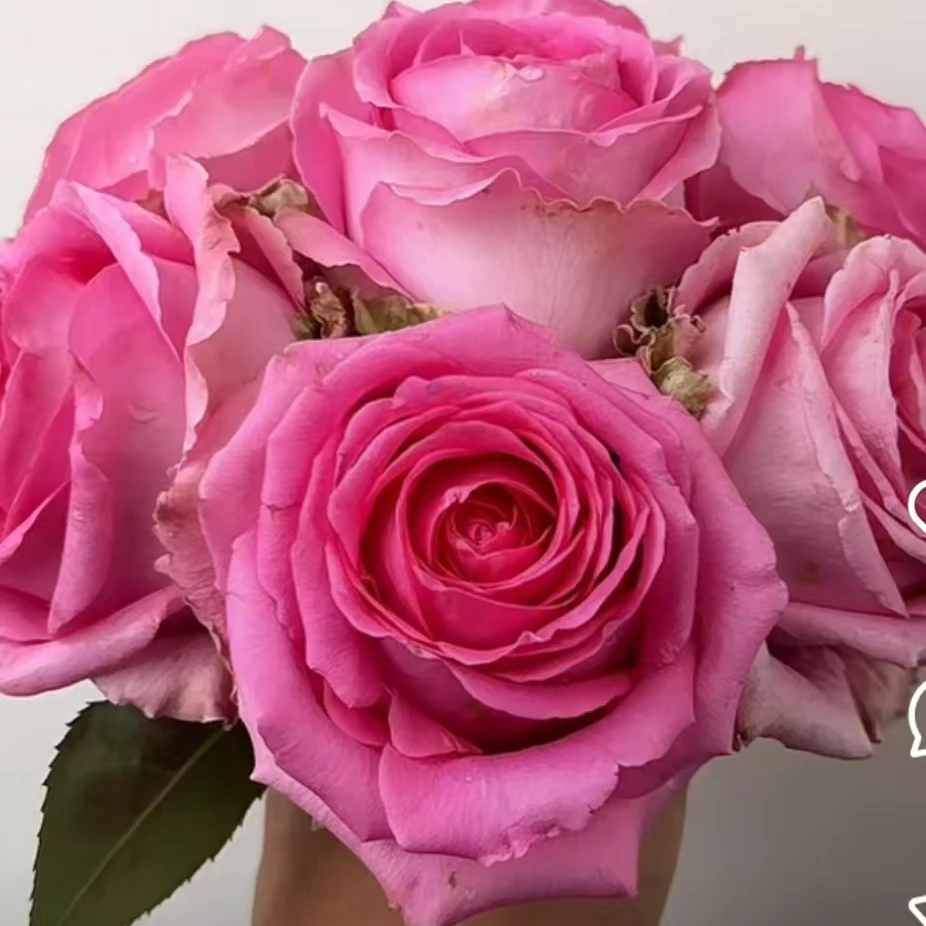 【亏本福利】月季苗灌木