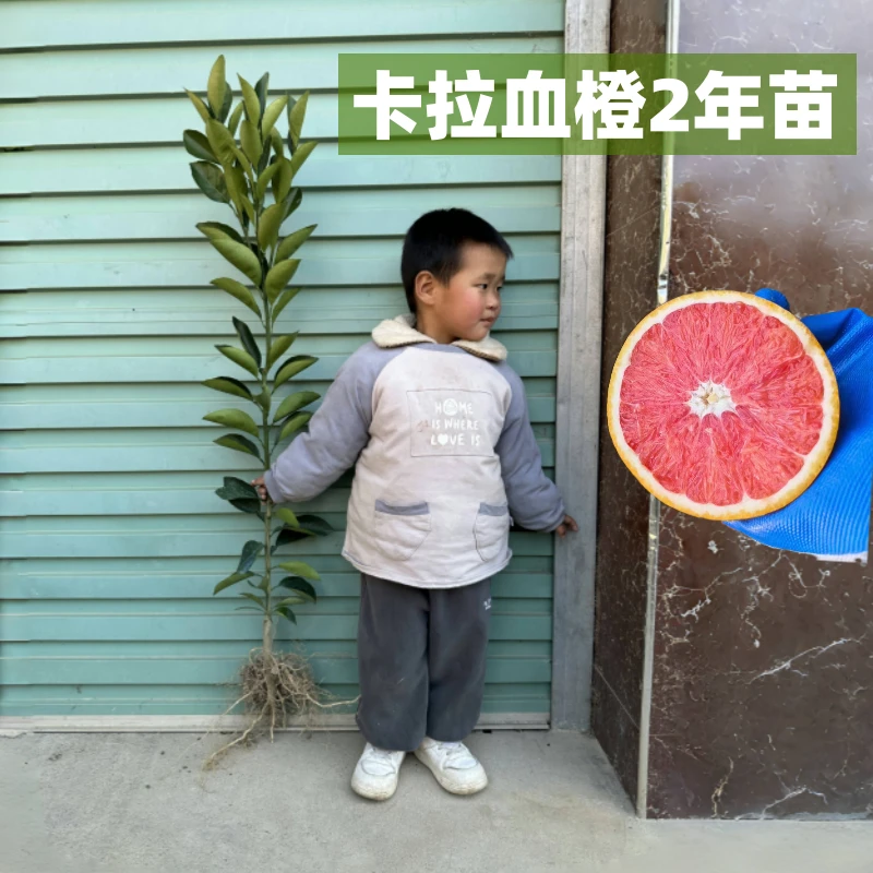 卡拉血橙2年苗裸根发货赣南产地直发