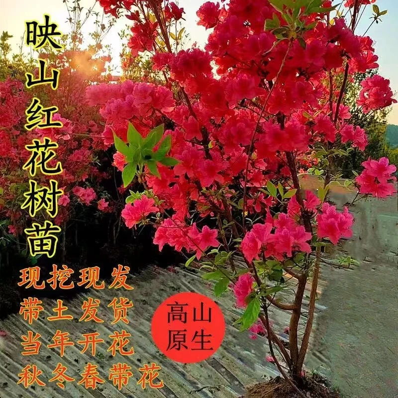 【映山红】高山杜鹃先花后叶阳台盆栽鲜花带花苞养护简单木本植物