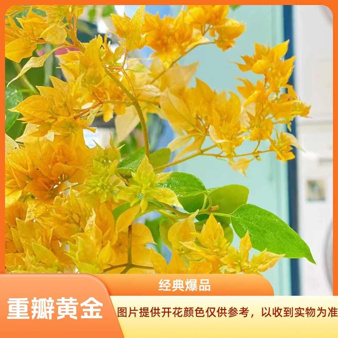 重瓣黄金三角梅袋苗 阳台庭院地栽盆栽绿植花卉