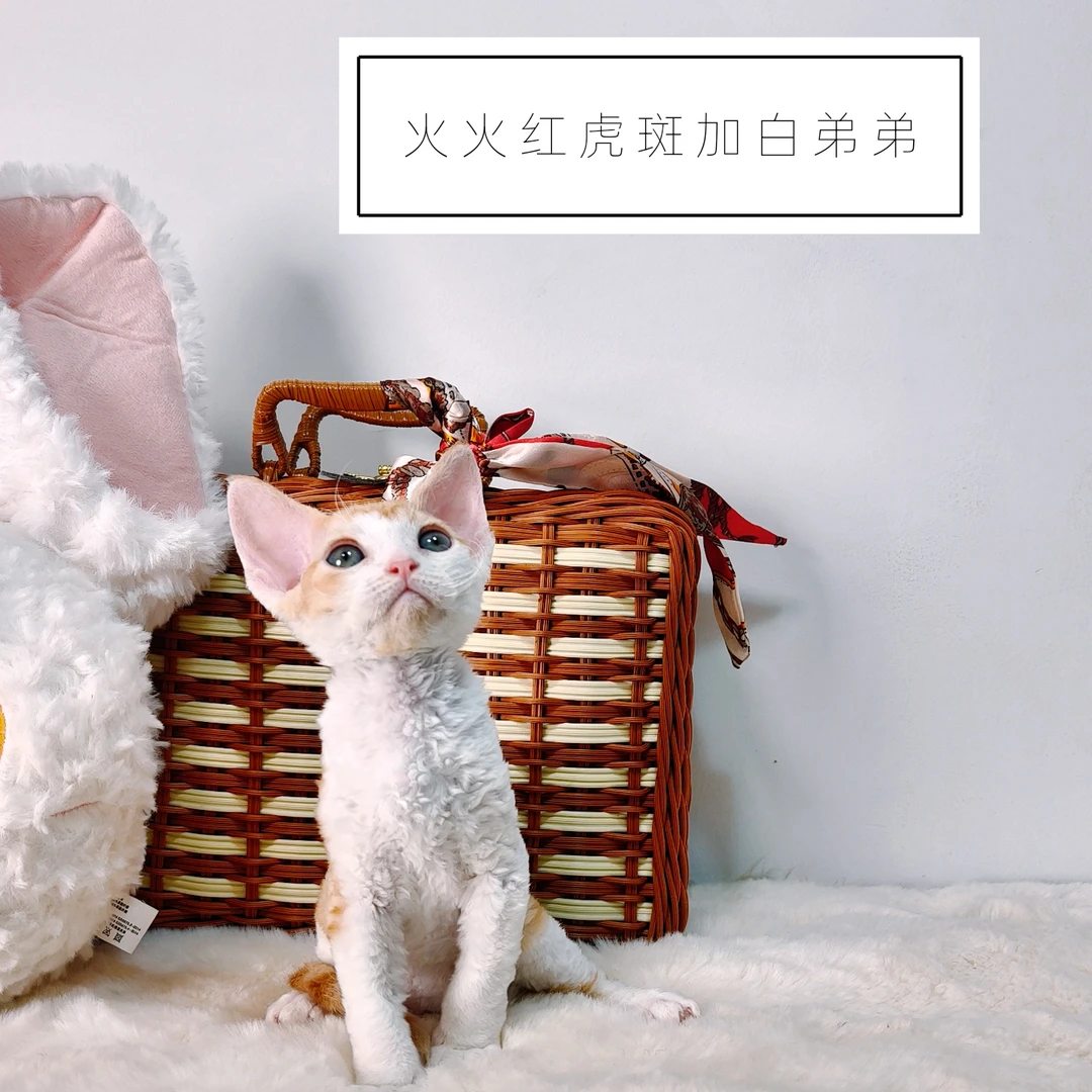 【阿波罗家】火火-红虎斑加白德文猫咪弟弟7.12