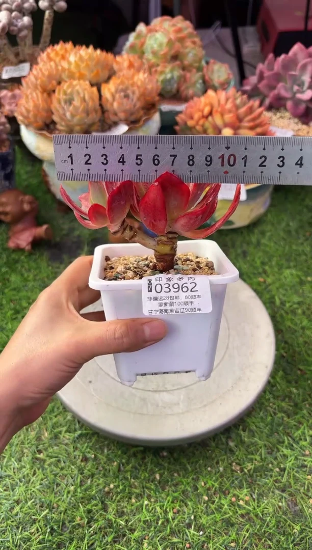 昆明印象多肉03962