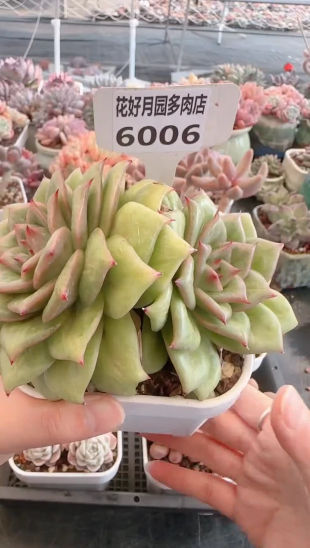 【闪购商品】6006蔷薇玛利亚