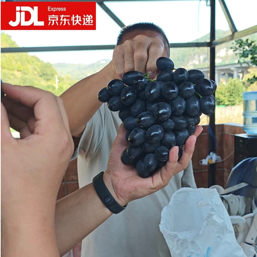 【省外包邮】贵州晚秋葡萄中大颗多汁脆甜新鲜现摘京东发货