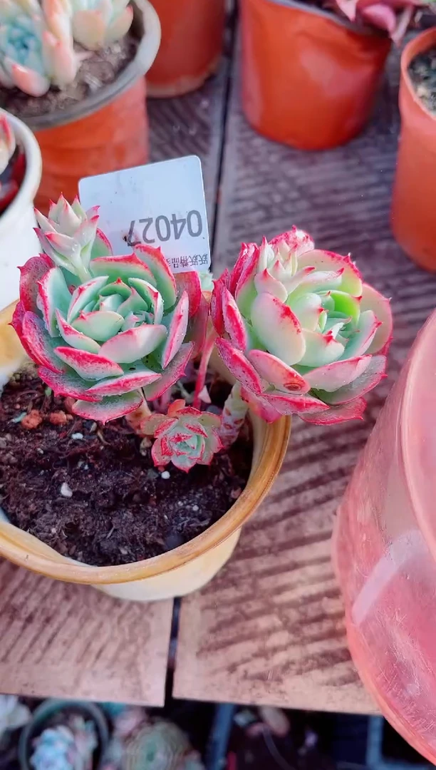 晚**鱼跃跃精品多肉04027