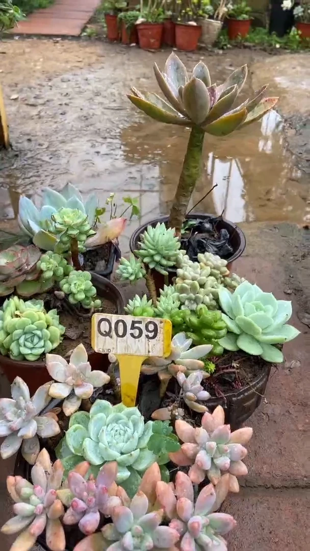 Q059多肉组合默认脱土发货