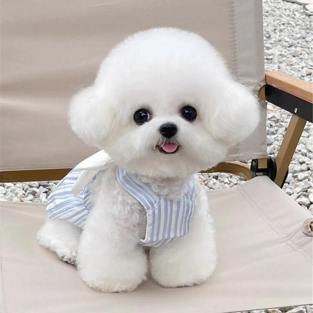 自选宠物幼犬活体狗狗 xx