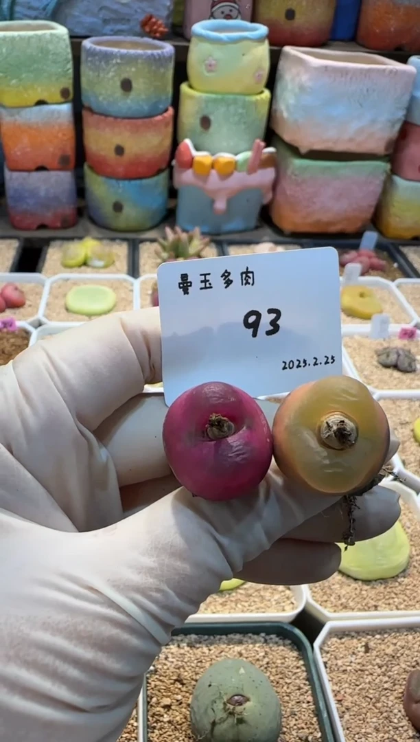 【闪购商品】25.2.25-93杨小静