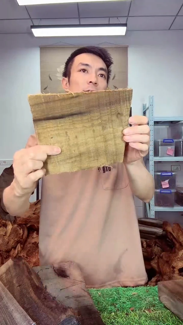 金丝楠小叶桢楠352