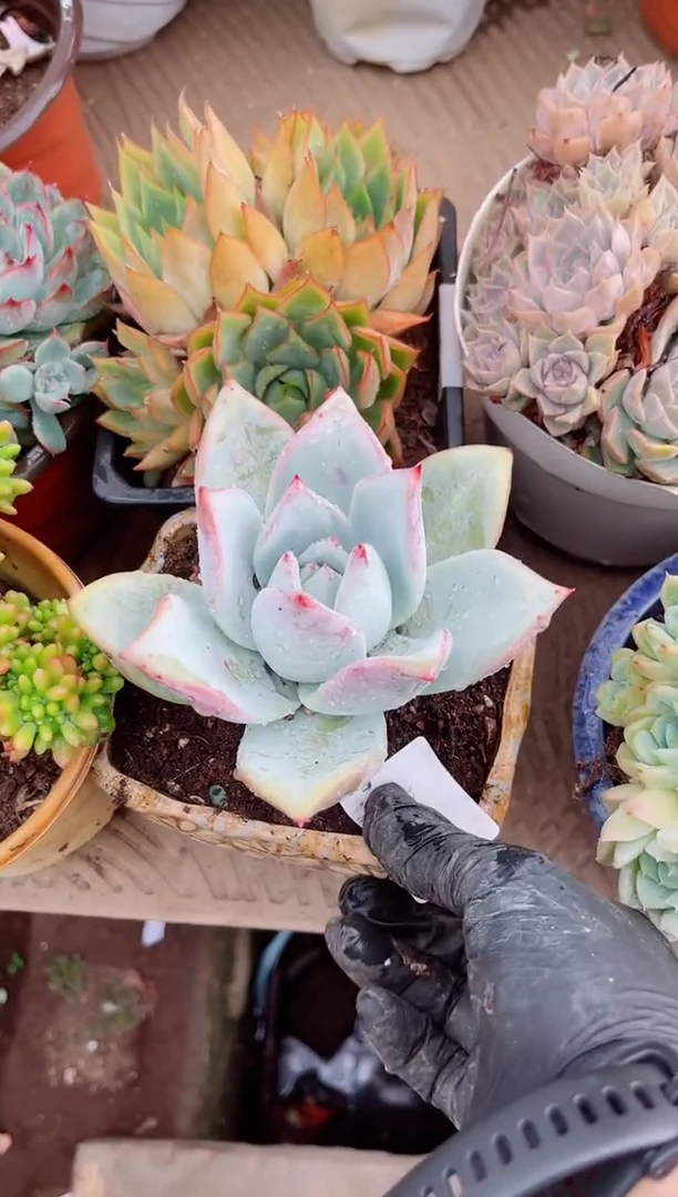 雨*霖多肉植物一物一拍15110