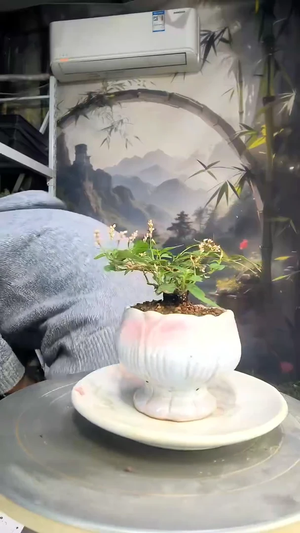 我**我中青园艺一物一拍407