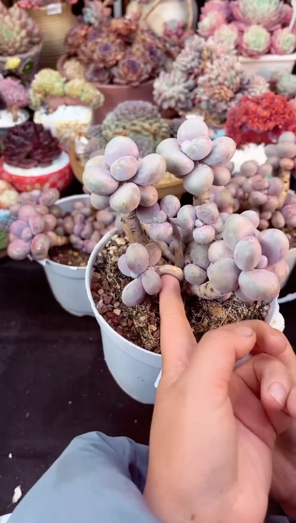 【闪购商品】7909群生腰子桃蛋多肉