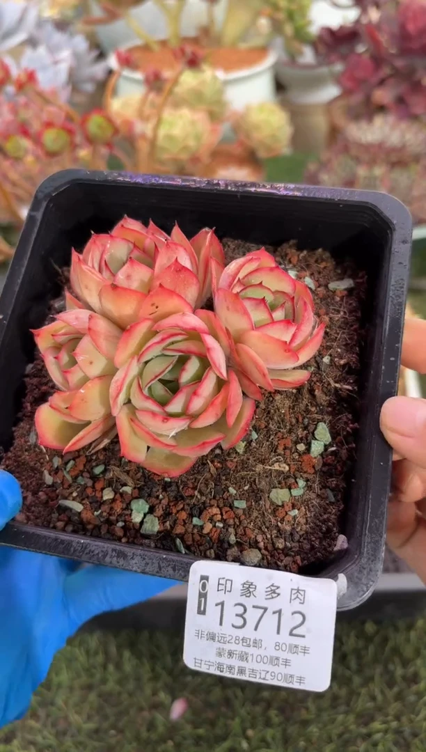 【闪购商品】13712