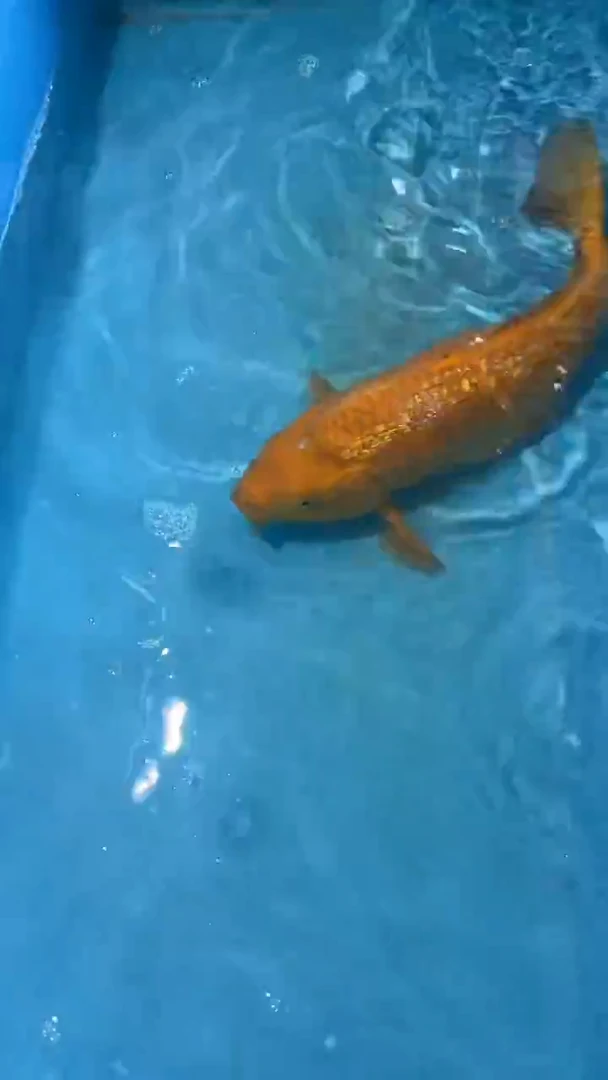 锦鲤锦鲤锦鲤太饱东风锦鲤36cm-45cm不包邮到付 包损