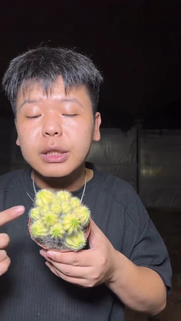 多头 银光锦【带根】9-12cm