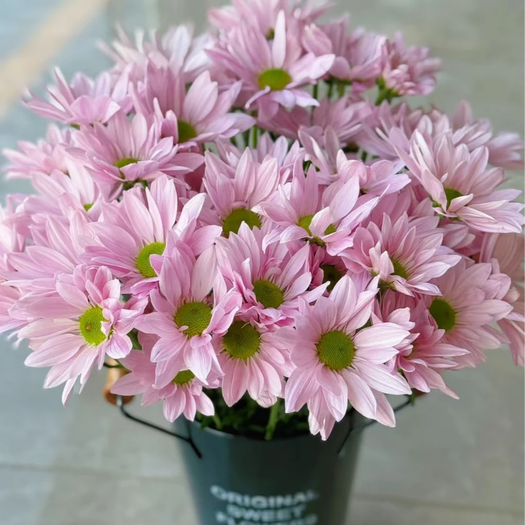 【英英鲜花】粉色三文鱼小菊 任意2单顺丰或德邦发货后不支持退款