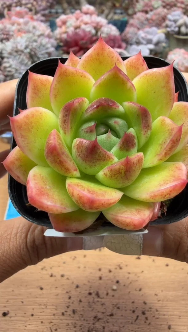 东云多肉园二店-139