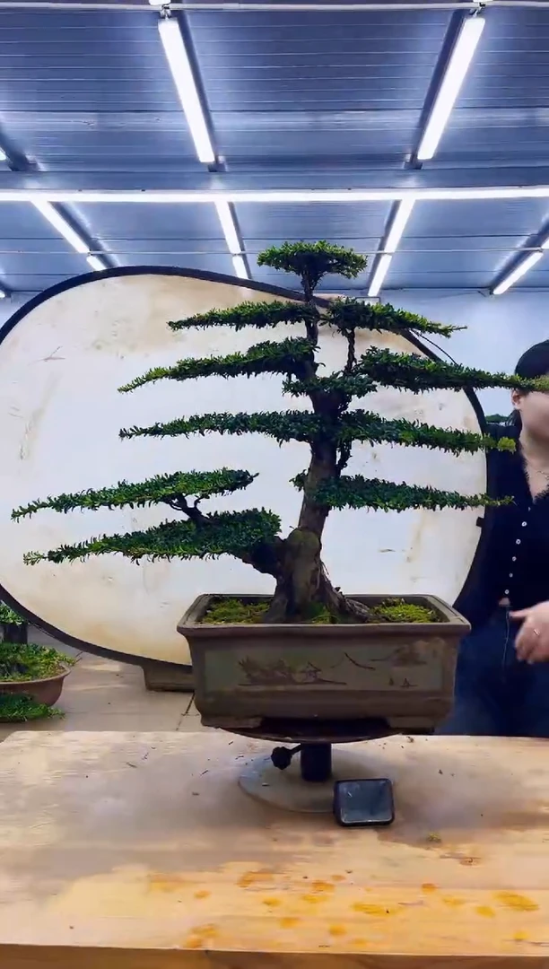 无花朵一物一拍，所见即所得