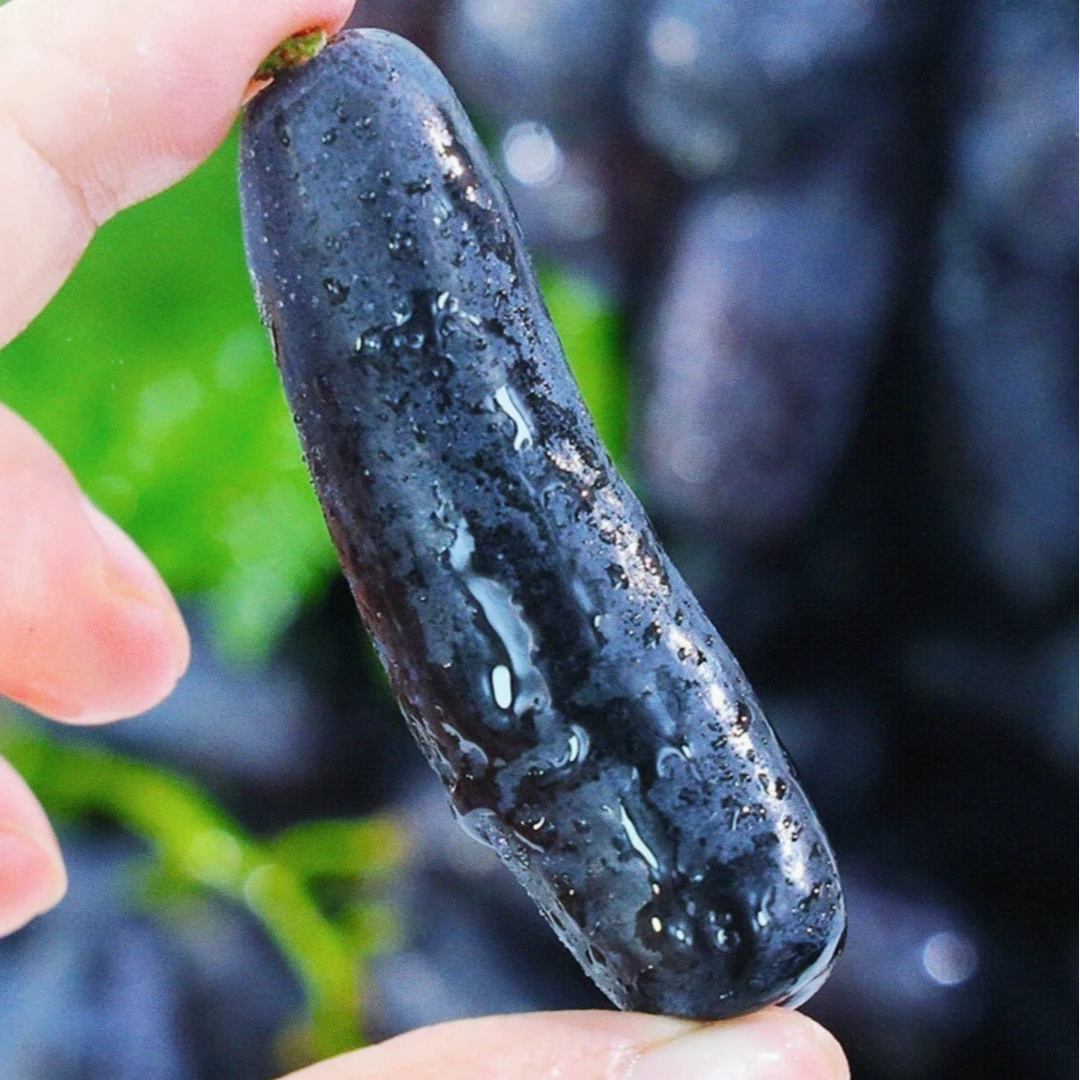 【京东/顺丰冷链】新鲜蓝宝石葡萄现摘现发香甜多汁