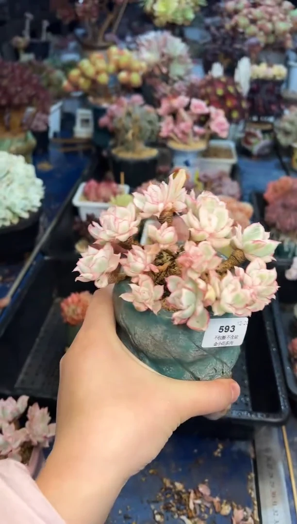 【闪购商品】593不带盆