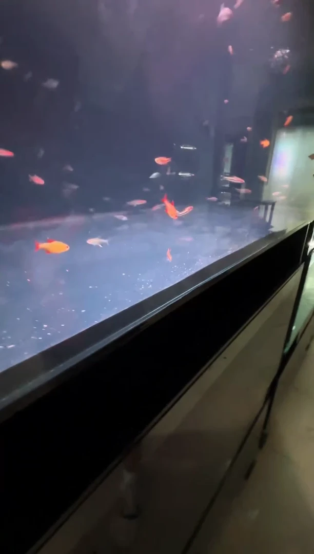 海水F1超级红魔鬼1条