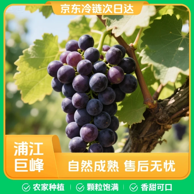 【次日达】京东冷链 浦江巨峰葡萄自种当季现摘新鲜水果产地直发坏果包赔葡萄同城送阳光玫瑰浙江省