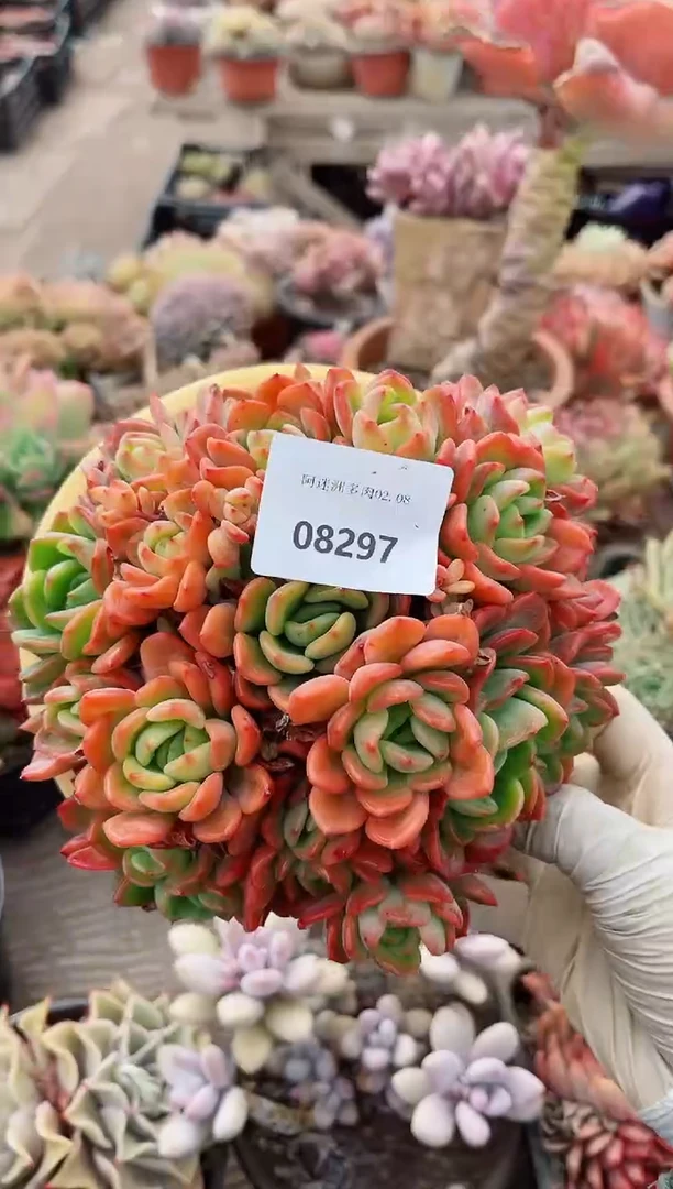 【闪购商品】09297