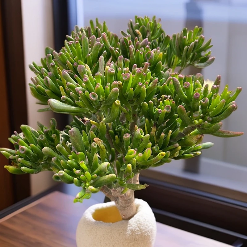 4年精品老桩吸财树    好种好养  室内室外  南北适宜  美观绿植