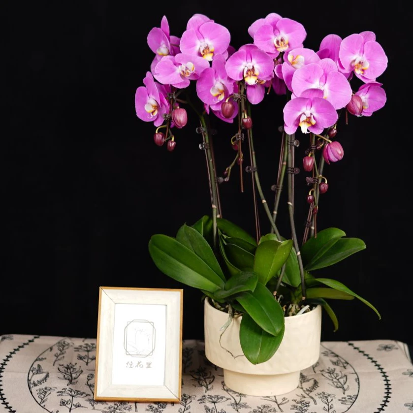 悠花里蝴蝶兰【粉宝图 组盆】带花带花苞开花珠发货