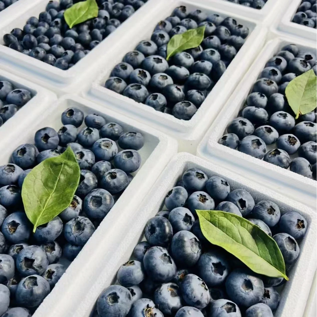 【壹壹生鲜同城配送】22mm云南蓝莓，一盒净重450克左右北高丛蓝莓云南省丽江大具乡