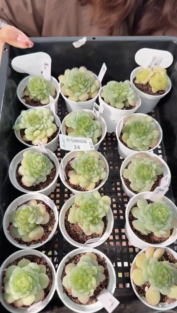 1213-24海心多肉量拍任意发一颗群生不包整