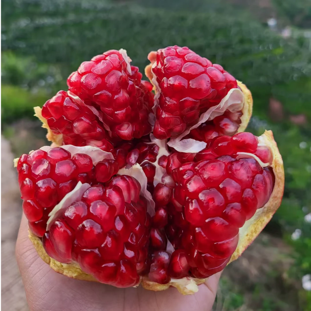 四川会理软籽石榴新鲜采摘应季水果爆汁突尼斯香甜皮薄