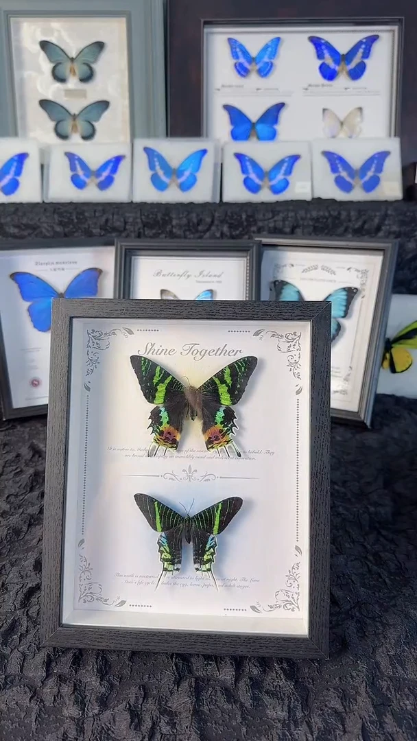 天然标本蝴蝶收藏