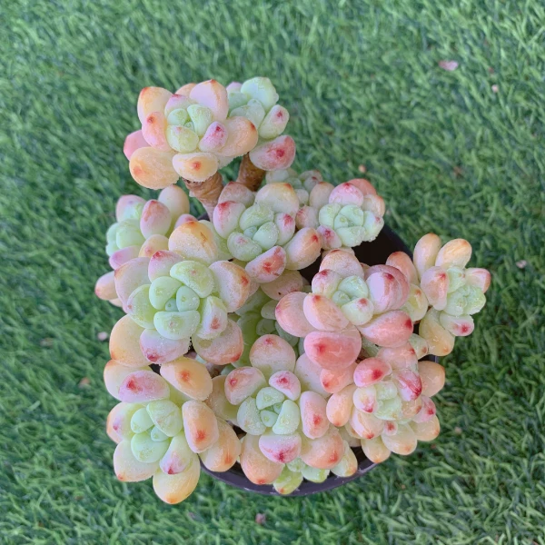 劳尔有砍群7-9CM【花界草堂】精品多肉阳台盆栽新手易养一单包邮