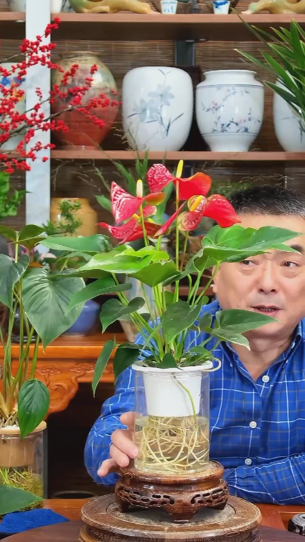 完全开放焦*水之韵   红掌