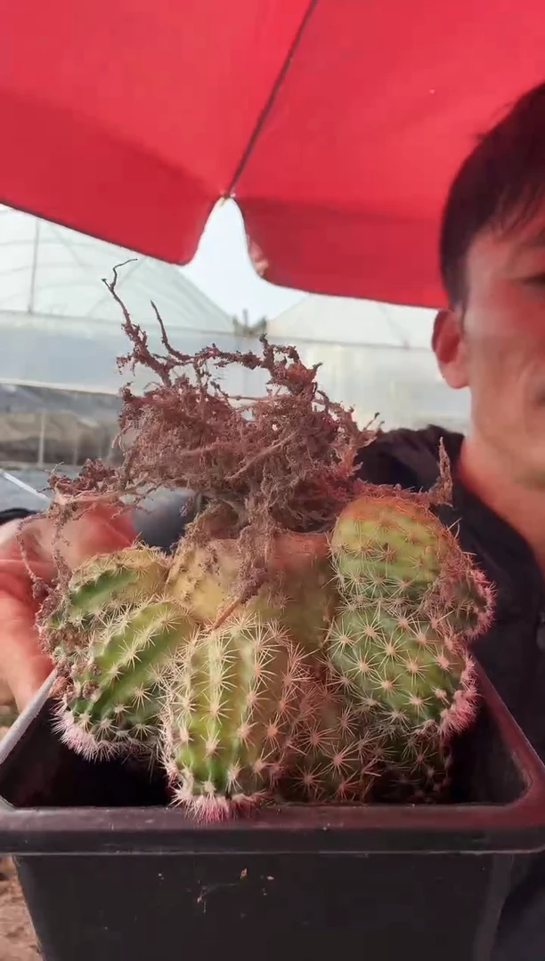 6.7号 户外仙人球青花虾木心有根