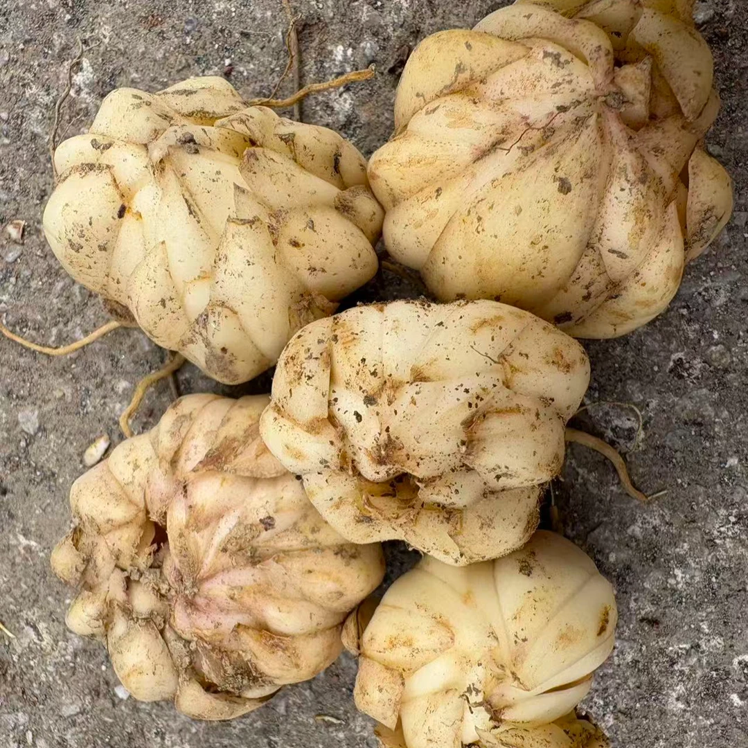 新鲜湖南农家甜百合深山采挖粉糯香甜炒菜炖汤