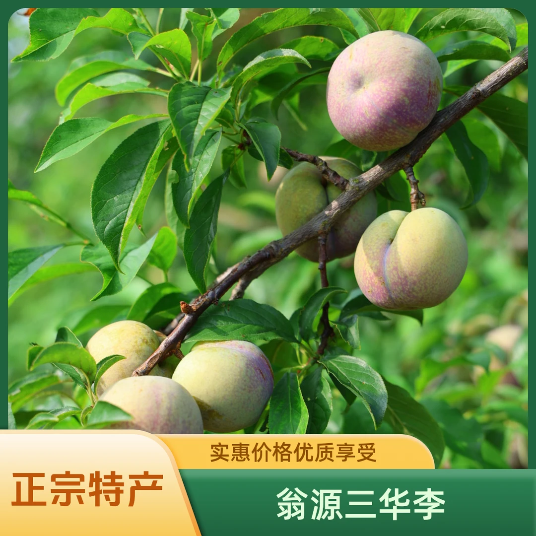 正宗翁源【三华李】五斤重