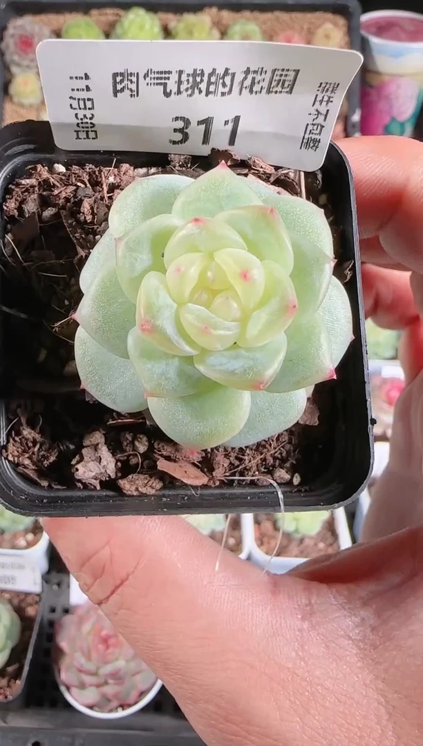 1130-311灵雨多肉群生不包整