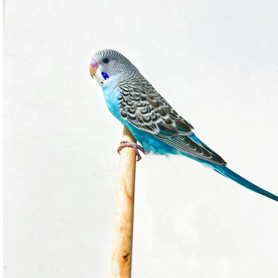 1个 手养鹦鹉活体 宠物鸟观赏鸟手养鹦鹉