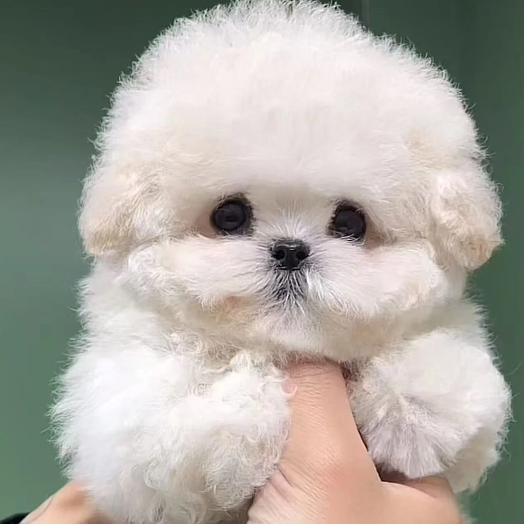 【安徽犬舍】韩系纯种比熊幼犬小体比熊犬活体宠物狗狗11000-20000