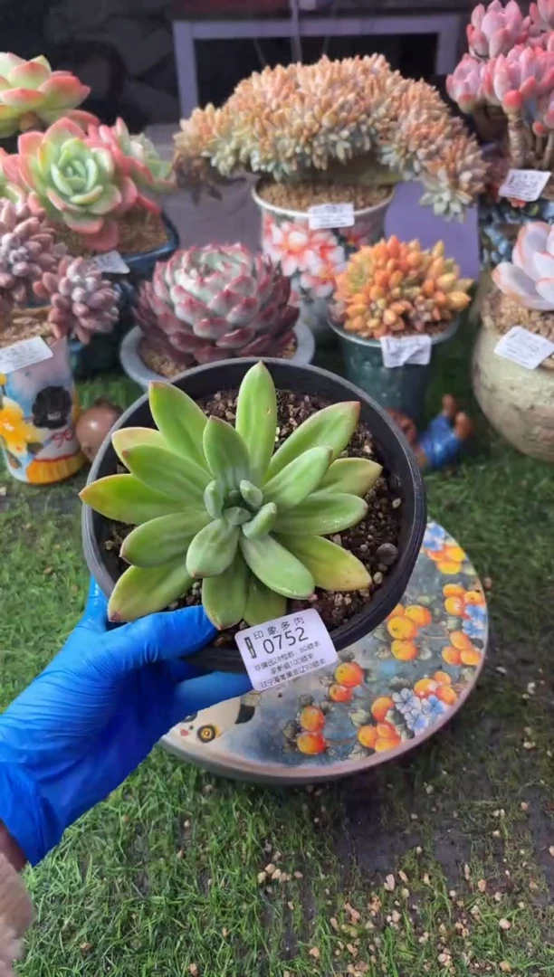 昆明印象多肉0752