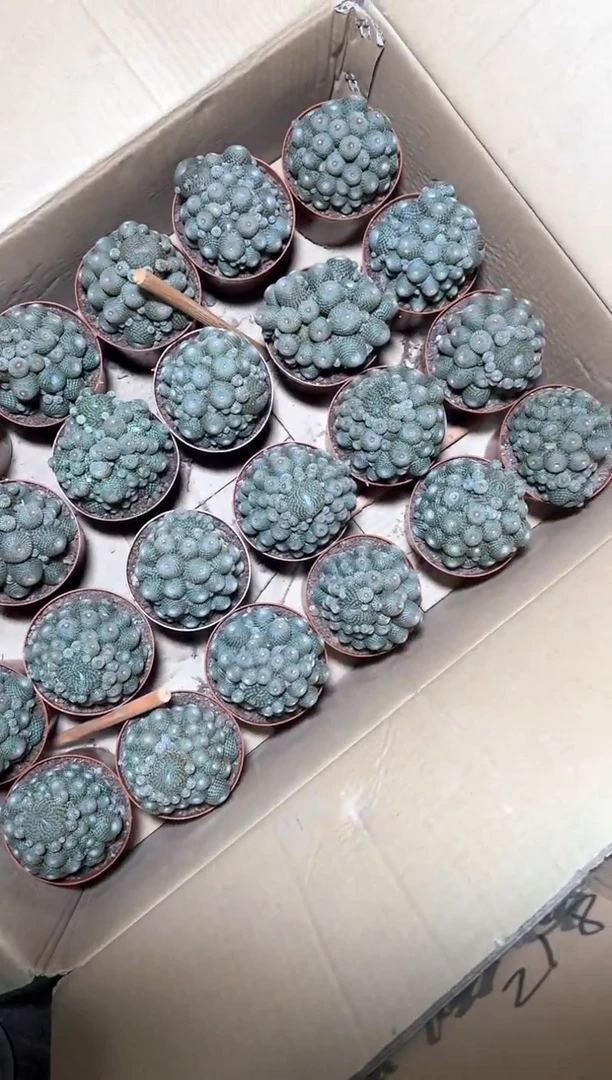 超多头 橙宝山【带根】