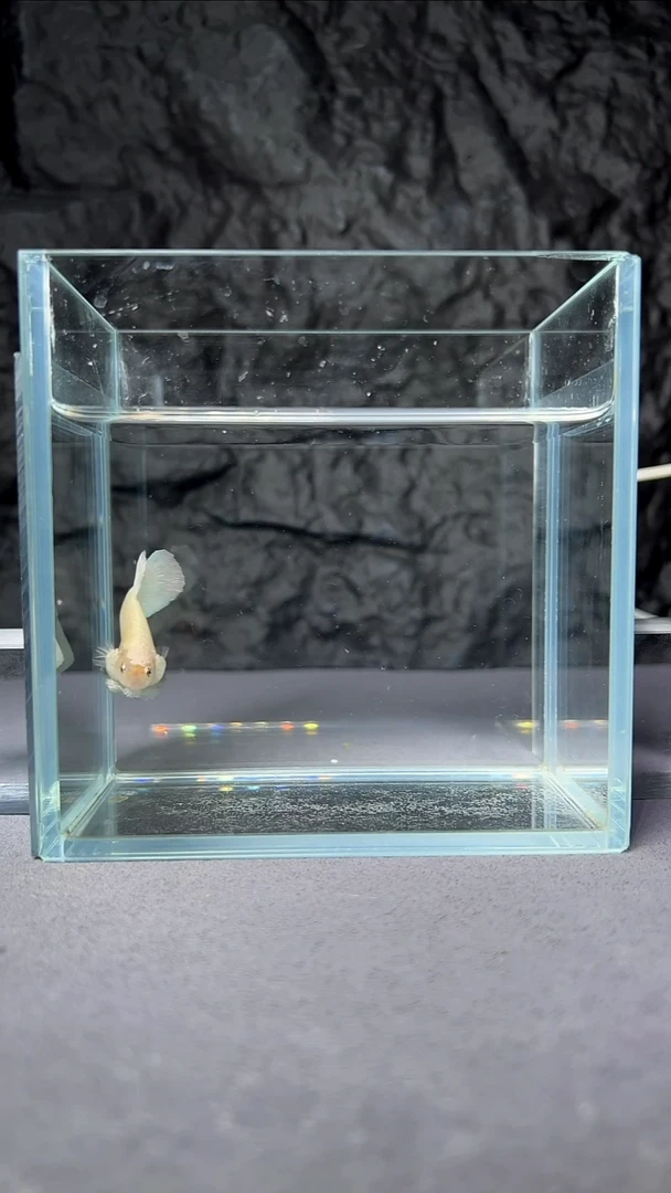 斗鱼竞拍链接A092