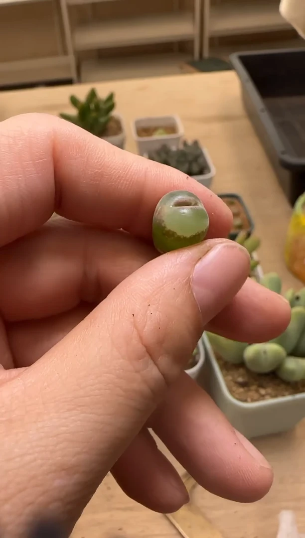 【闪购商品】15-73